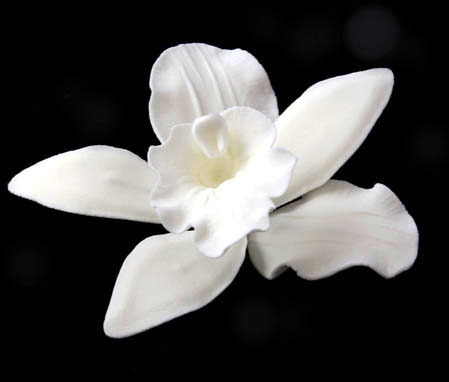 Cattleya Orchid White 60-65mm